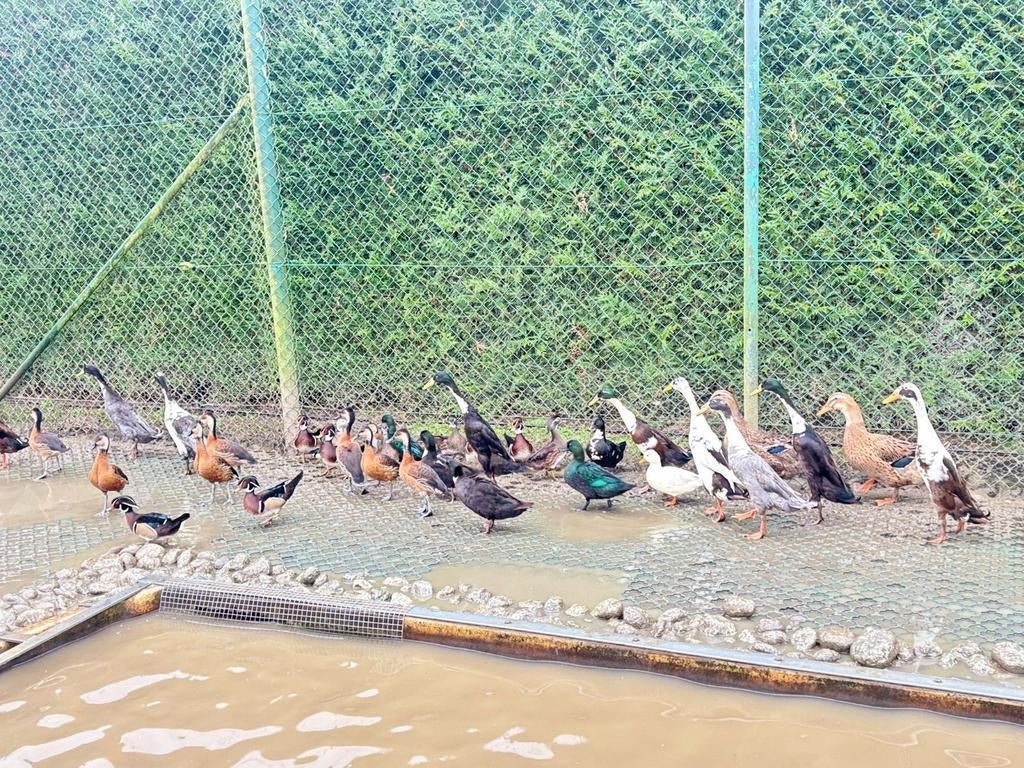 Ruime keuze eenden, vele soorten