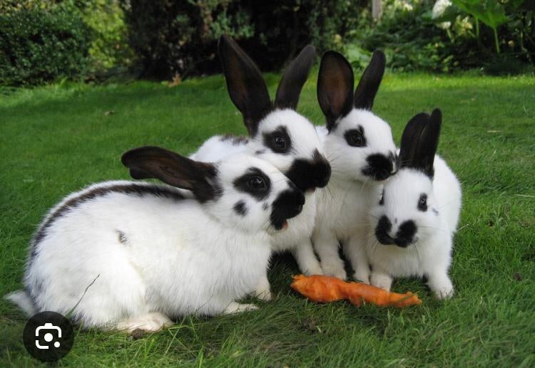 Konijnen, Dieren en Toebehoren, Konijnen, Vrouwelijk, Groot