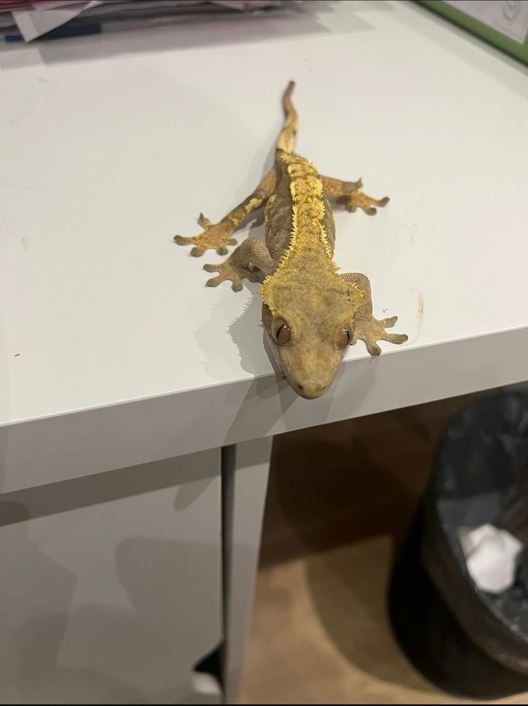 Couple reproducteur de gecko à crête, Animaux & Accessoires, Animaux Autre, Septembre, Plusieurs animaux