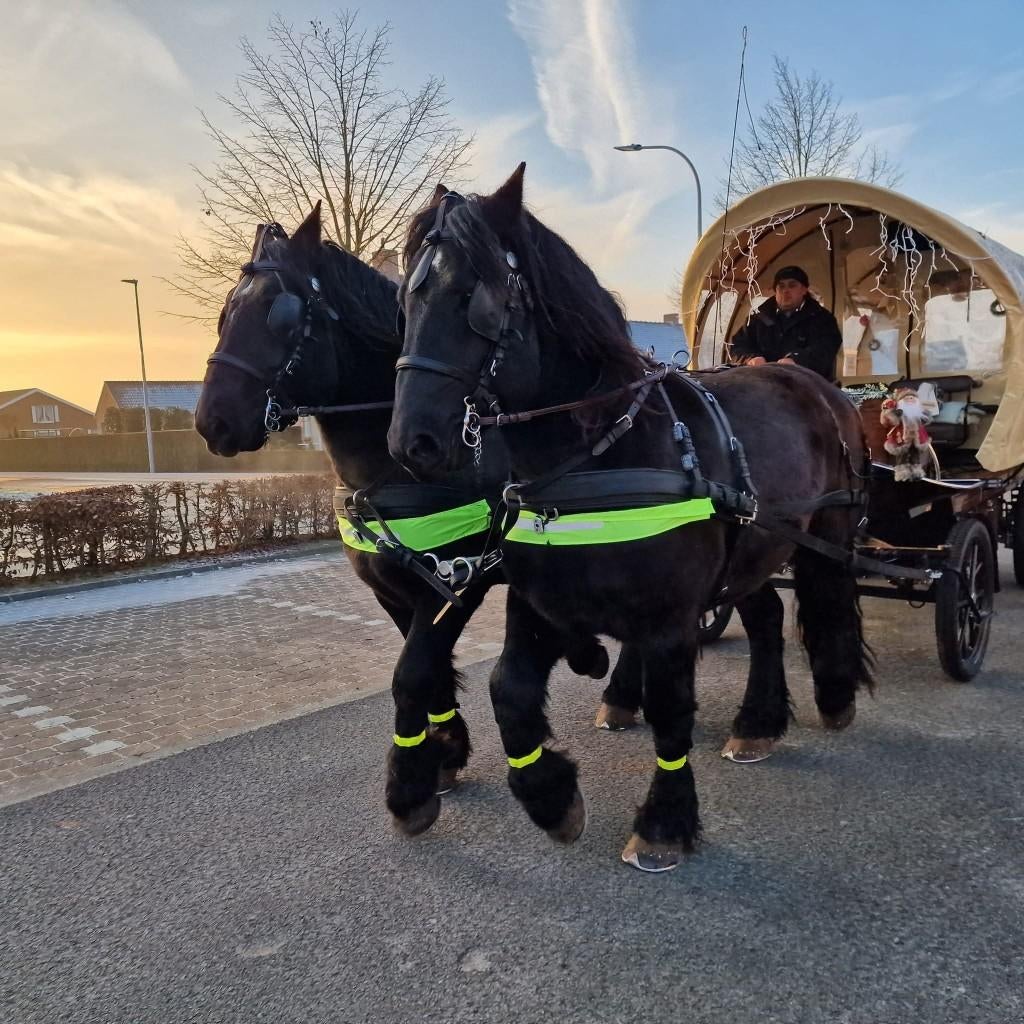 2 prachtig Belgische boerepaarden te koop, Dieren en Toebehoren, Gechipt, B, Ruin, Tuigpaard