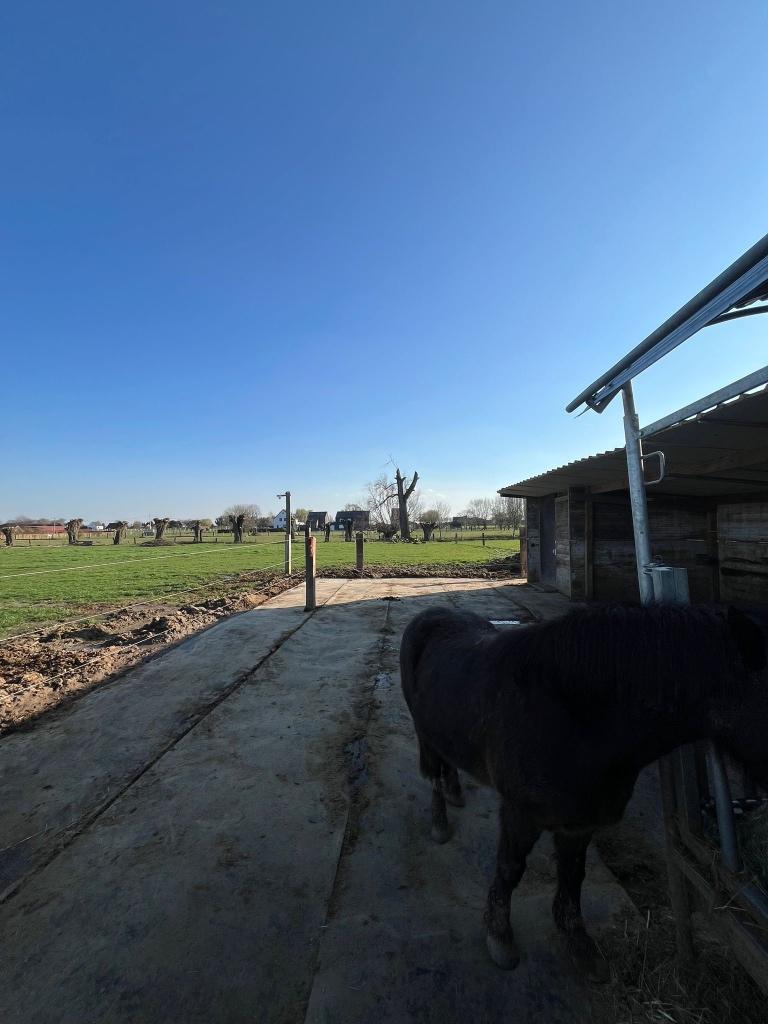 Praire Grimbergen proche de Bruxelles, Pâturage, 4 chevaux ou poneys ou plus