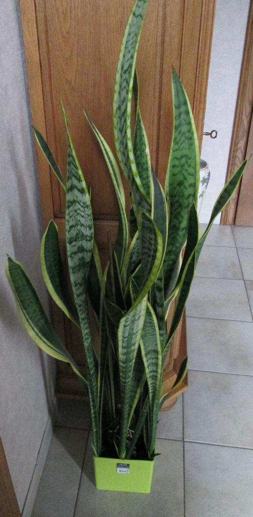 sanseveria (vrouwentongen ), Autres espèces, En pot, Enlèvement, 100 à 150 cm