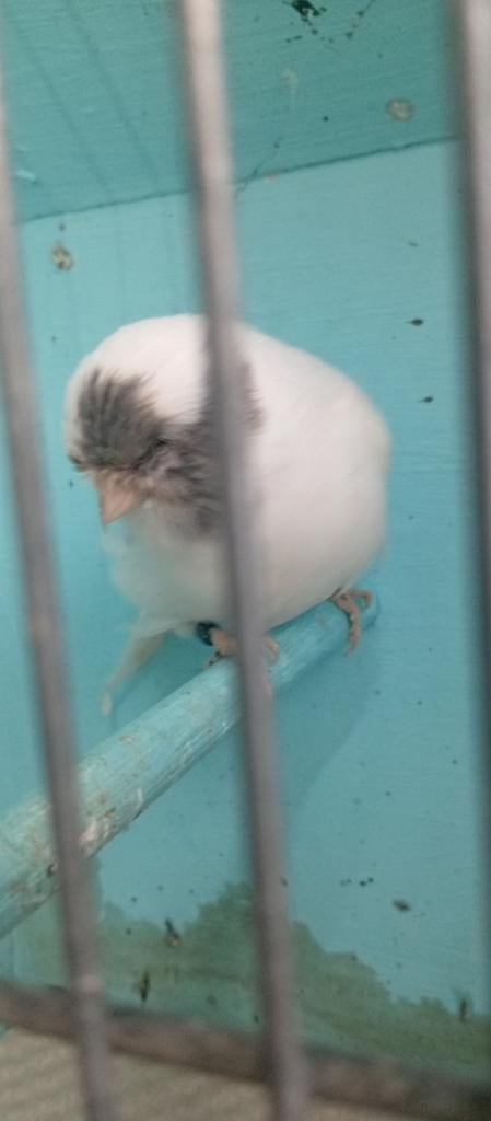 canaris gloster blanc panaché  bagué 2025., Mâle, Canari de posture