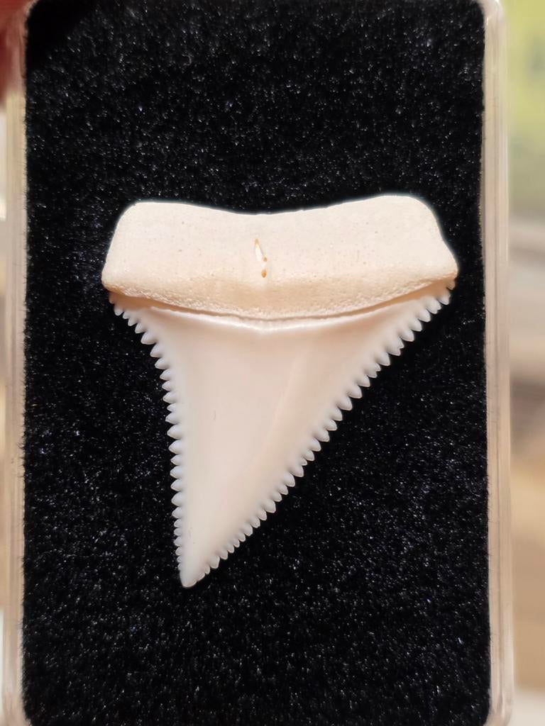 Beaux Carcharodon carcharias récents de Madagascar 3,2 cm, Collections, Enlèvement ou Envoi, Autres types