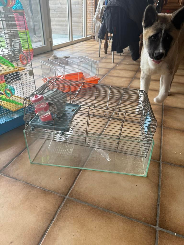 Glazen hamsterkooi met huisje, Ophalen, Zo goed als nieuw