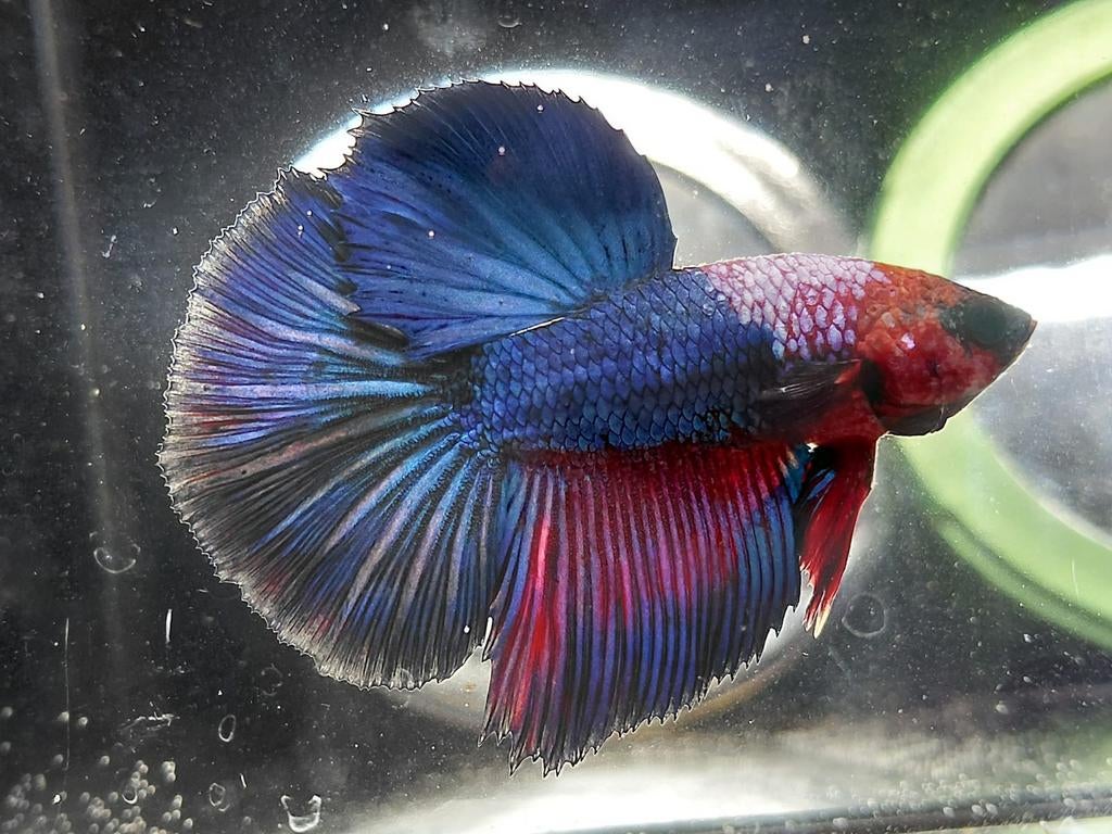 Halfmoon betta man, Dieren en Toebehoren, Vissen | Aquariumvissen