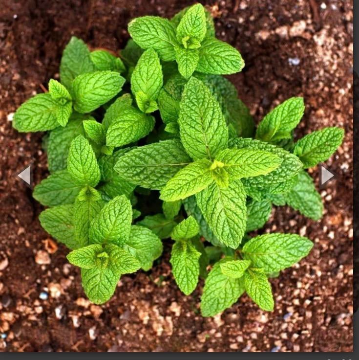 Muntplant scheuten GRATIS, Ophalen, Kruiden