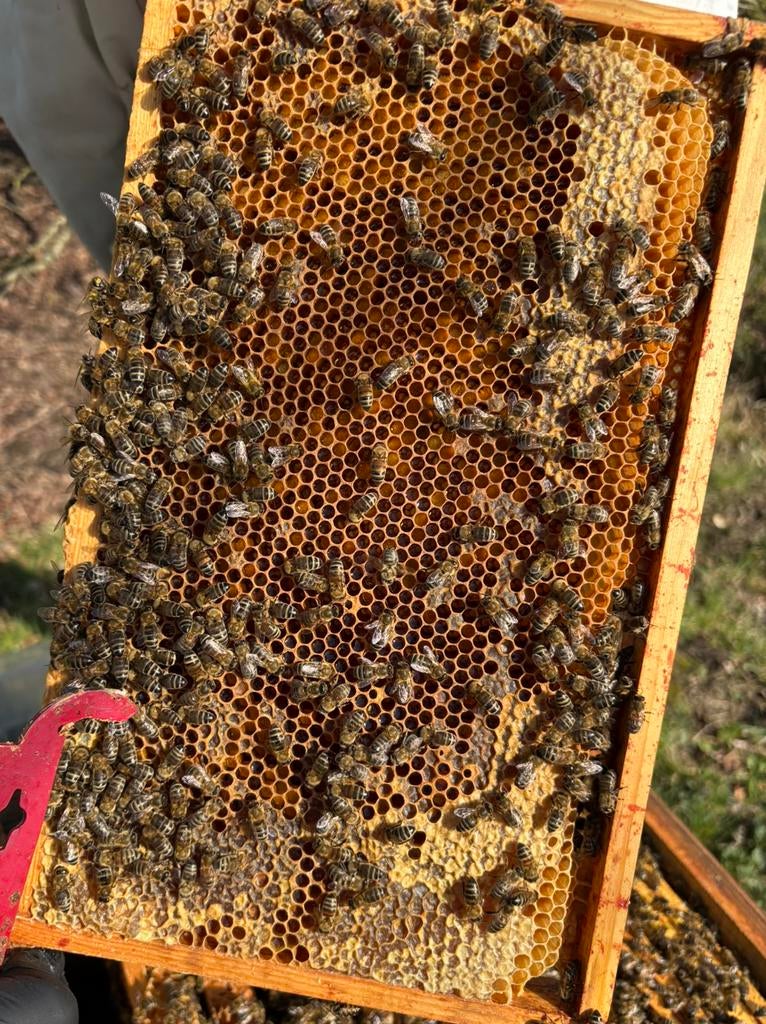 Bijen, Dieren en Toebehoren, Bijen