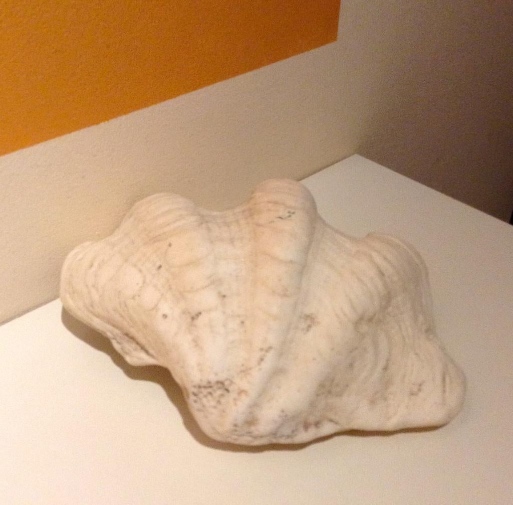 Grote zeeschelp, Ophalen of Verzenden, Fossiel