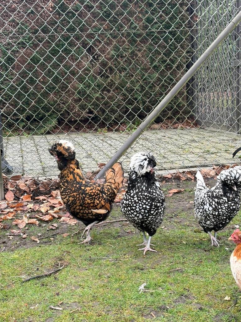 Broedeieren verscheidene kippensoorten GRATIS VERZENDING, Kip