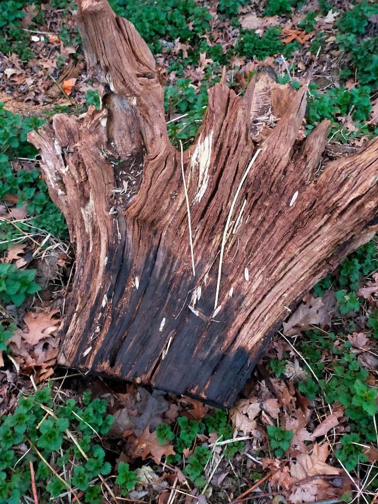 boomstronk, Moins de 3 m³, Enlèvement, Chêne, Troncs d'arbres