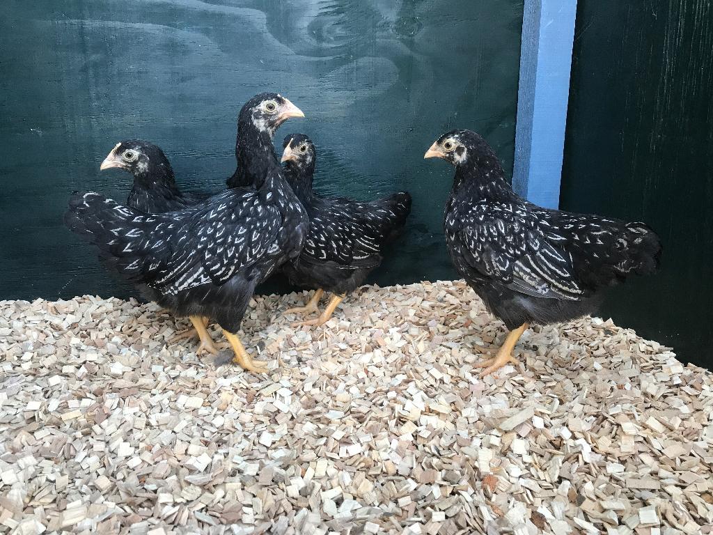 Barnevelder kriel zilver dubbelgezoomd gesekst & ingeënt, Dieren en Toebehoren, Vrouwelijk, Kip