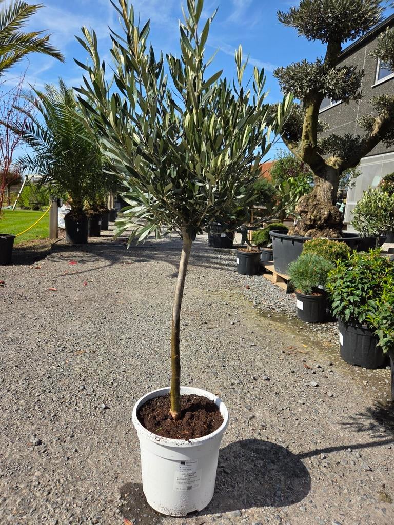 Olijfboom Olea Europaea, Tuin en Terras, Planten | Bomen, Ophalen, Olijfboom