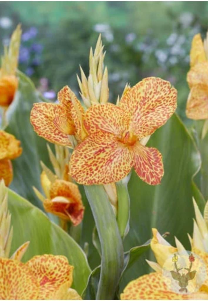Groot assortiment Canna´s, Tuin en Terras, Ophalen of Verzenden, Voorjaar, Volle zon, Wortelstok