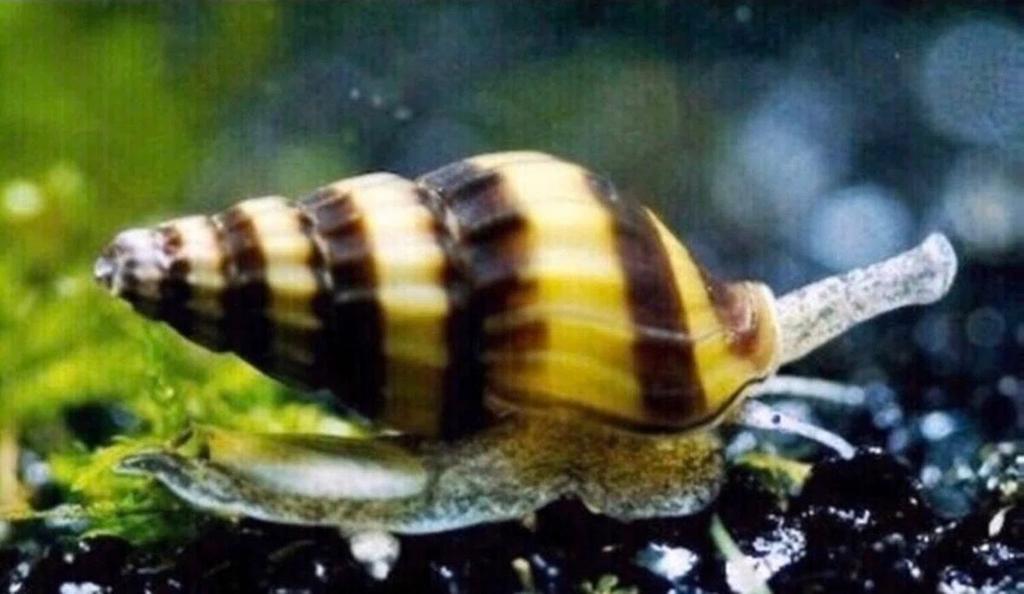 Anentome helena - slaketende slak, Dieren en Toebehoren, Vissen | Aquariumvissen, Slak of Weekdier, Zoetwatervis