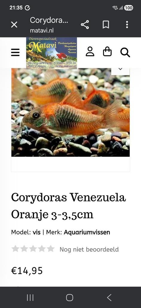 Corydoras venezuela orange locatie maastricht, Animaux & Accessoires