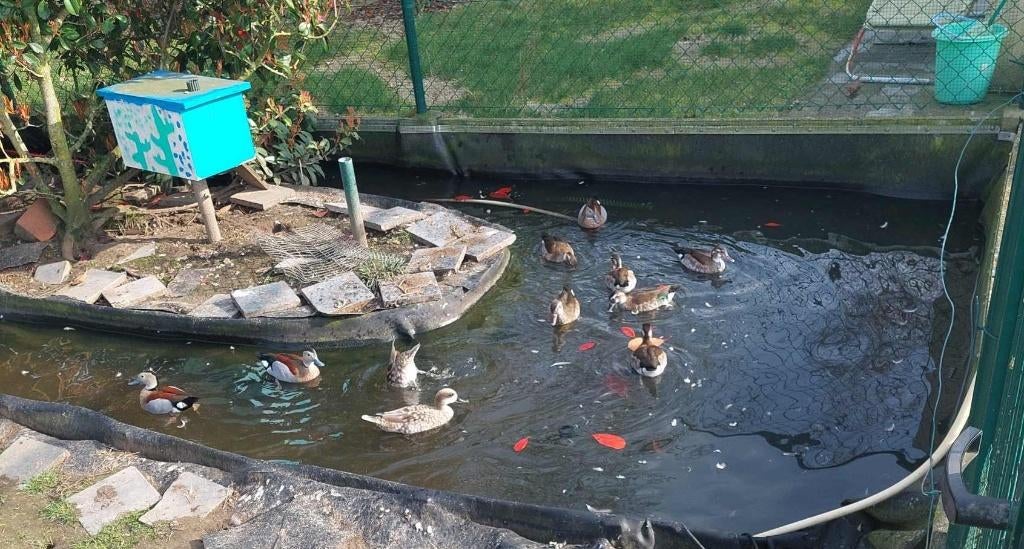 Roodschoudertaling, Dieren en Toebehoren, Meerdere dieren, Geringd