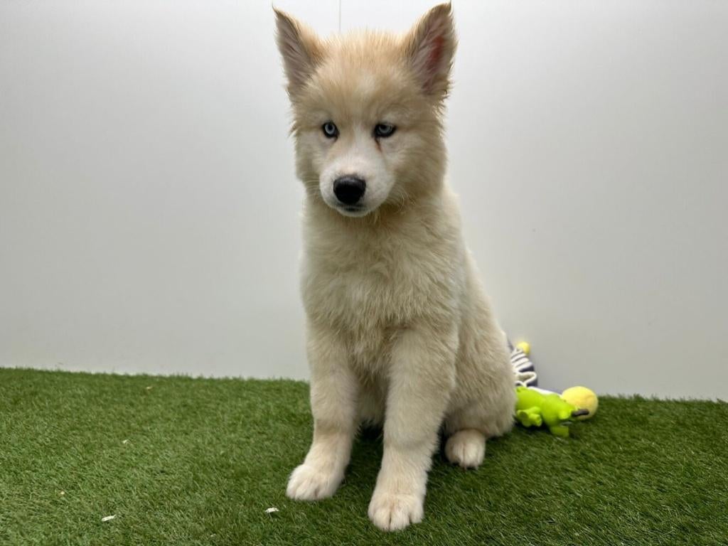 Siberische Husky pups - langharig, België, 8 tot 15 weken, Poolhond, Parvo