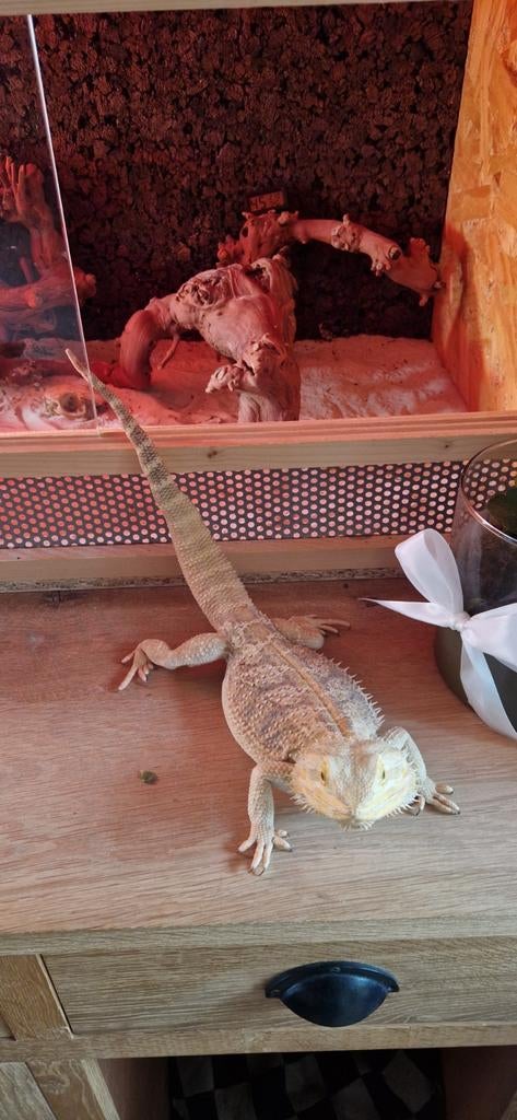 Baardagaam (mannetje) met terrarium, Dieren en Toebehoren, Met terrarium