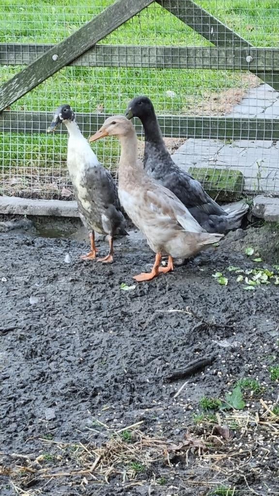 Kuikens loopeend  . Te reserveren!, Dieren en Toebehoren, Pluimvee