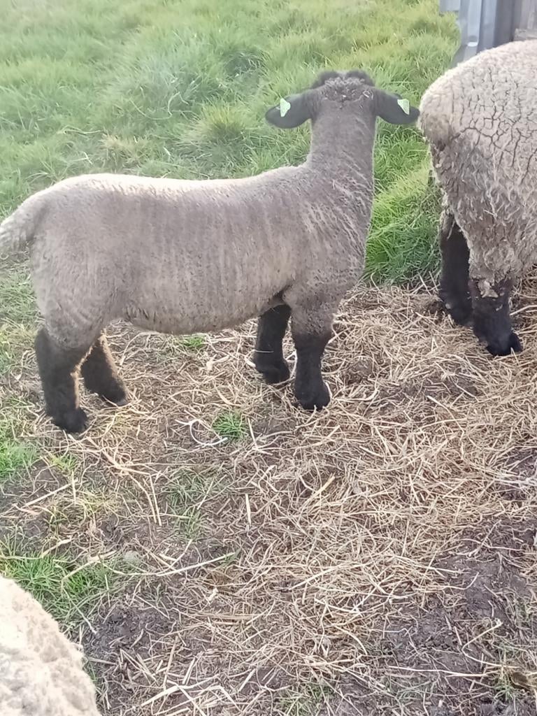 Suffolk ramlammeren, Dieren en Toebehoren