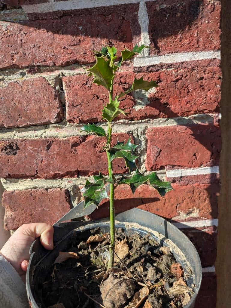 Holly, Jardin & Terrasse, Enlèvement