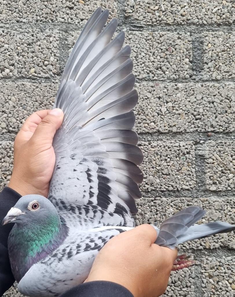 Postduif Direct Louis Stabel., Mannelijk, Postduif