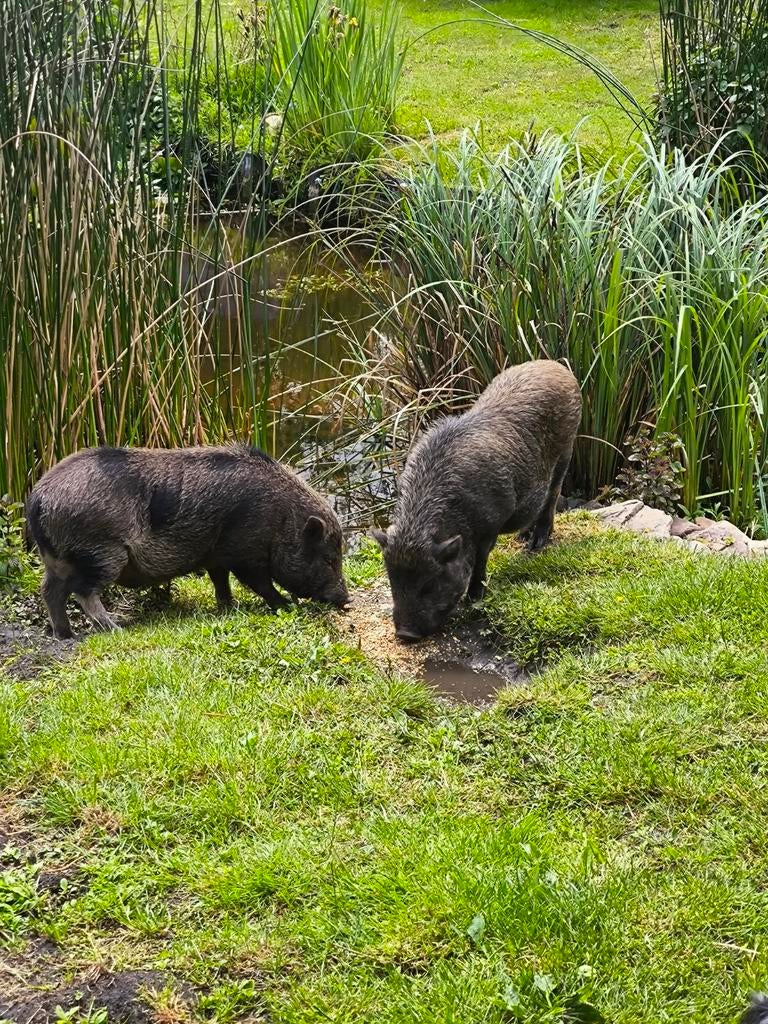 Gottinger varkens zoeken nieuwe thuis.