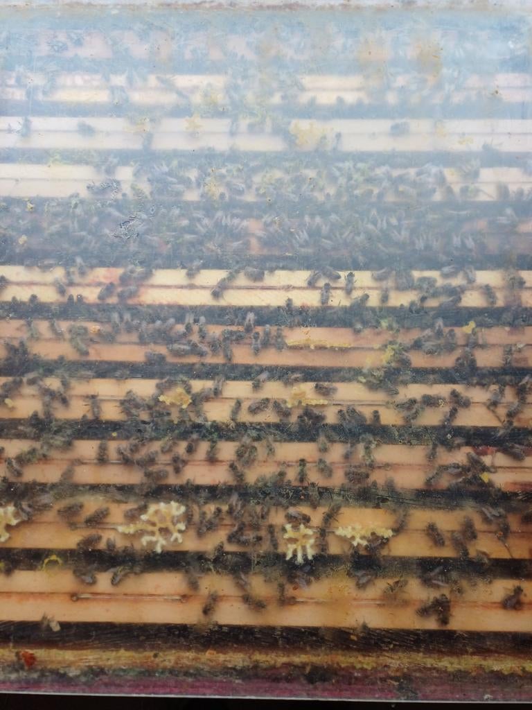 bijenvolk 11 raams simplex, Dieren en Toebehoren, Insecten en Spinnen, Bijen