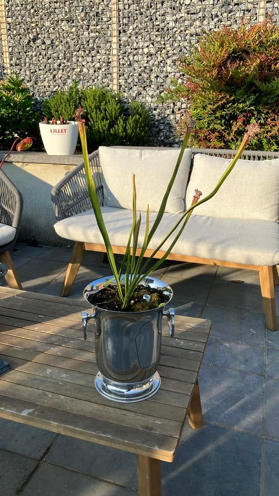 Sarracenia trompetbekerplant, Ophalen, Volle zon, Vaste plant, Zomer