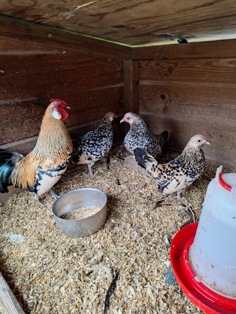 Java krielen citroen porselein 1 haan met 3 hennen, Dieren en Toebehoren