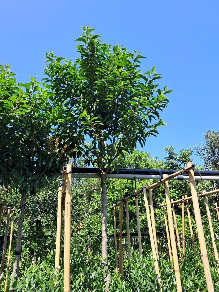 Prunus lusitanica 'Angustifolia'. Leiboom met bamboescherm, Tuin en Terras, Planten | Bomen, Leiboom, Ophalen