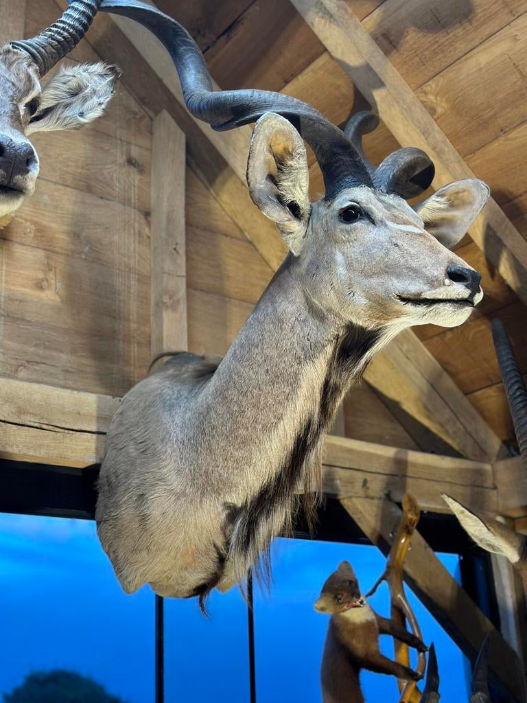 Top stukken te koop jacht trofee, Ophalen