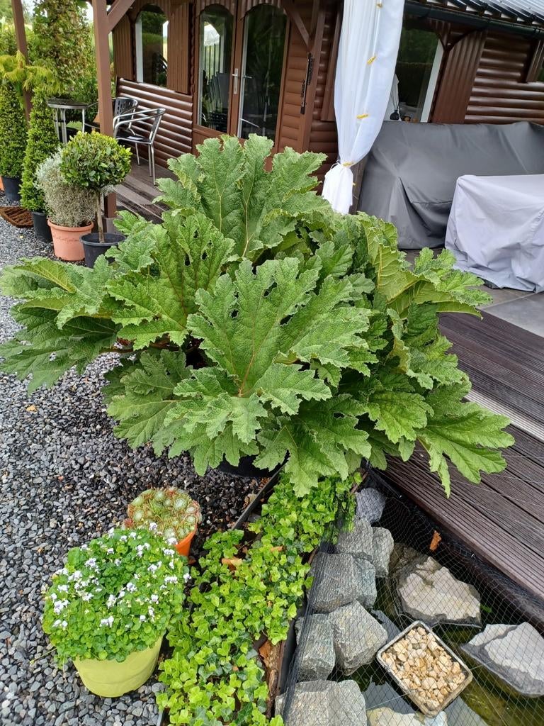 Gunnera, Ophalen, In pot