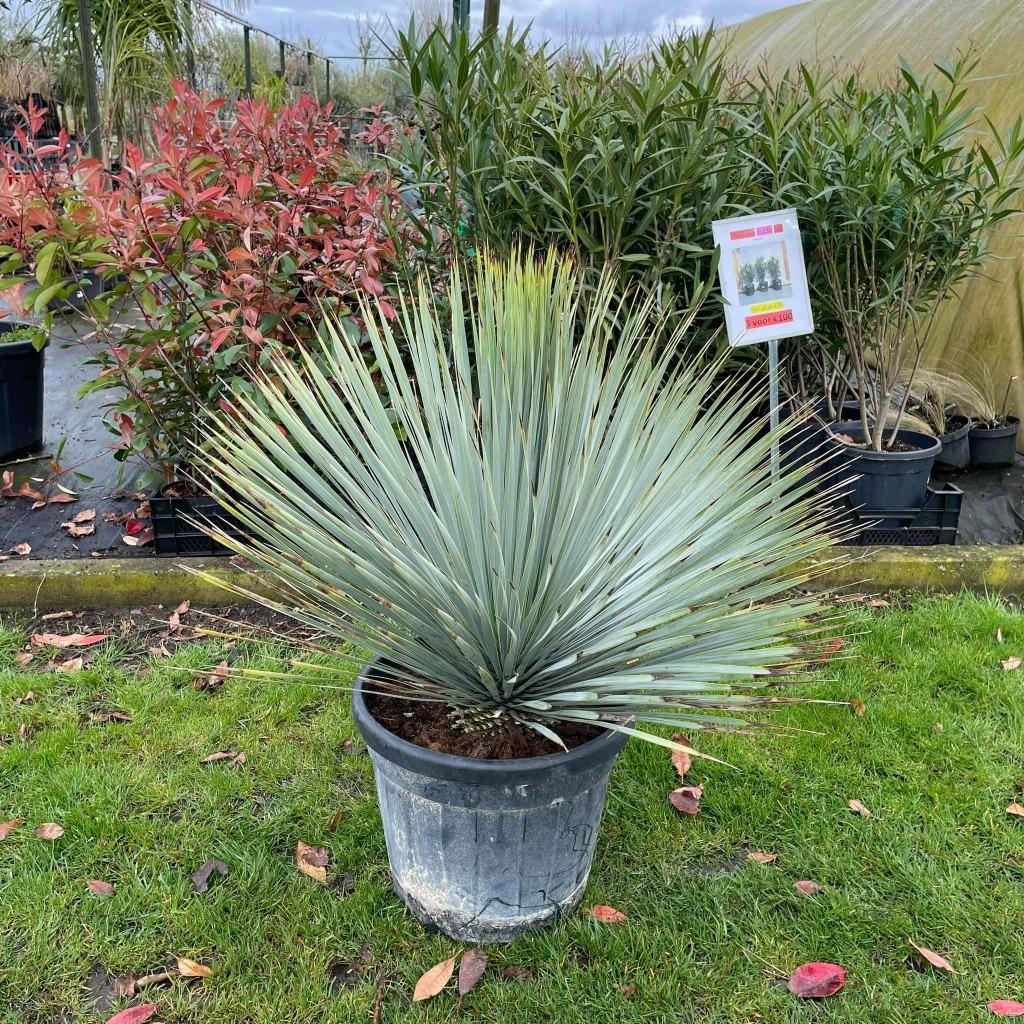 Yucca rostrata, Tuin en Terras, Ophalen of Verzenden, Bodembedekkers
