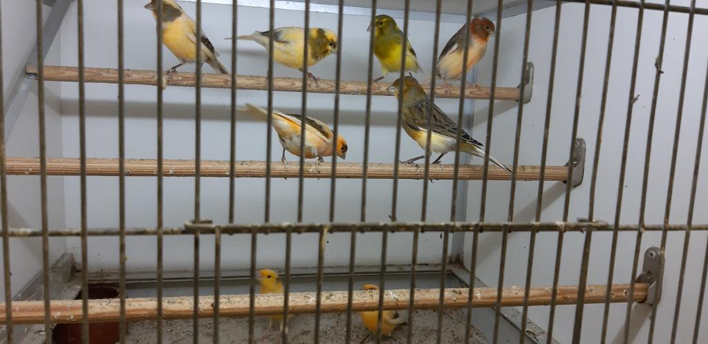 ARLEQUINS, Plusieurs animaux, Canari de couleur
