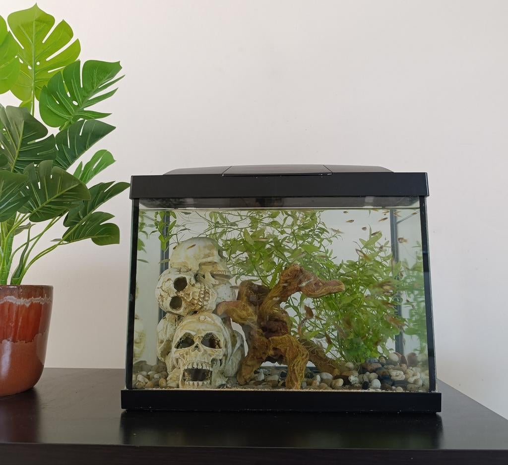 Aquarium + guppy's + deco + visnetje + eten, Ophalen
