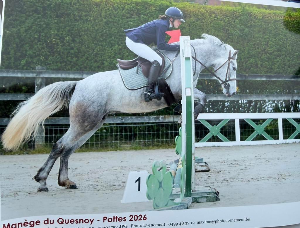 D-pony te koop, Dieren en Toebehoren, Pony's, Zadelmak