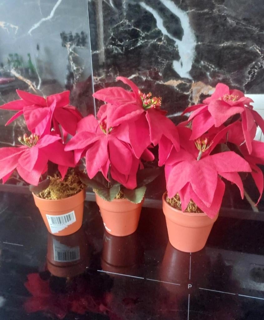 Kerst planten, Ophalen of Verzenden, Gebruikt
