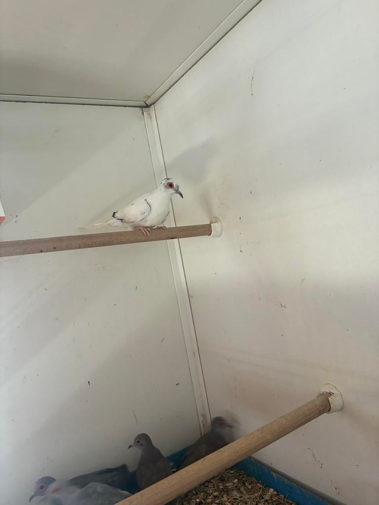 Vogels, Dieren en Toebehoren