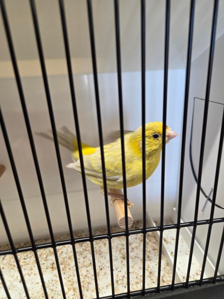 Opaal gele kanarie man, Dieren en Toebehoren