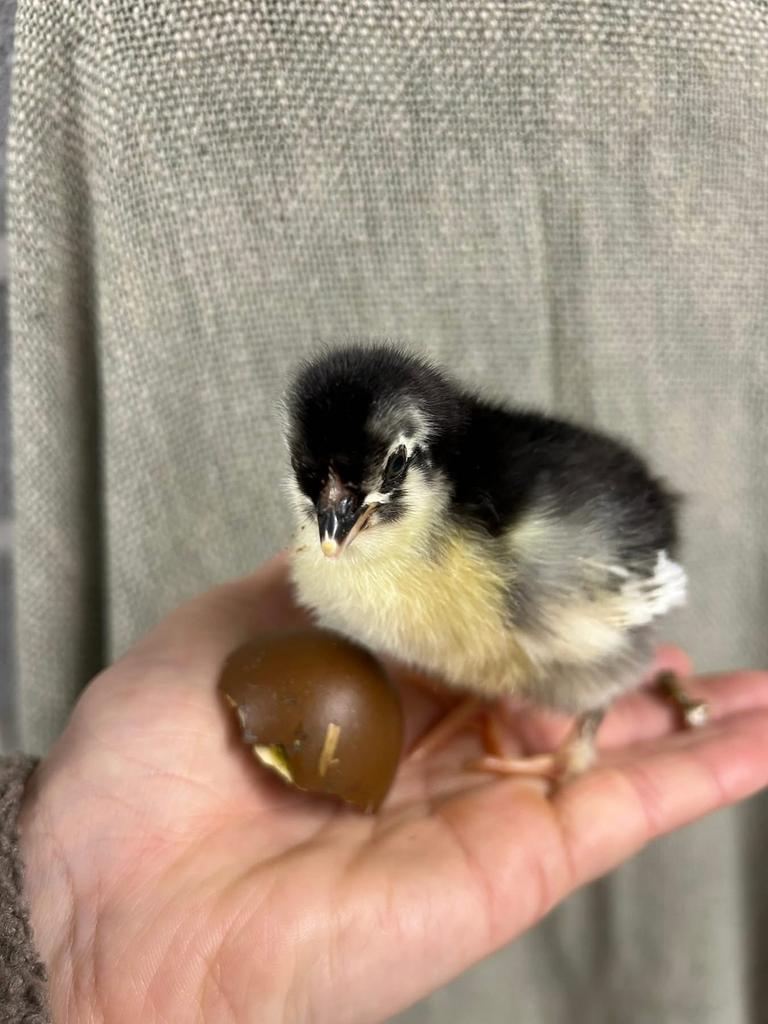 Belles nanas de Marans, Sexe inconnu, Poule ou poulet