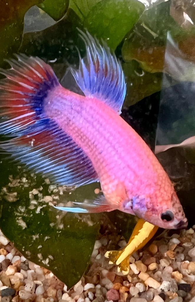 Betta splendens man - pastel/multicolor candy NIEUWE PRIJS, Dieren en Toebehoren, Vissen | Aquariumvissen, Vis, Zoetwatervis