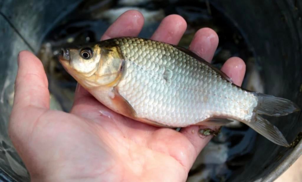 Schubkarpers, Dieren en Toebehoren, Vissen | Vijvervissen