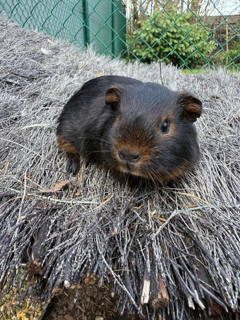 2 zeugjes te koop, Dieren en Toebehoren, Knaagdieren, Februari, Vrouwelijk, Cavia