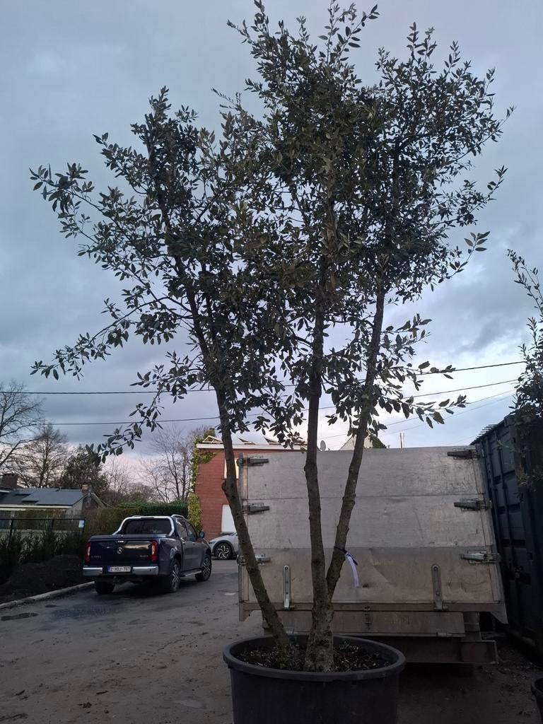 Steeneik, Tuin en Terras, Planten | Bomen, Ophalen