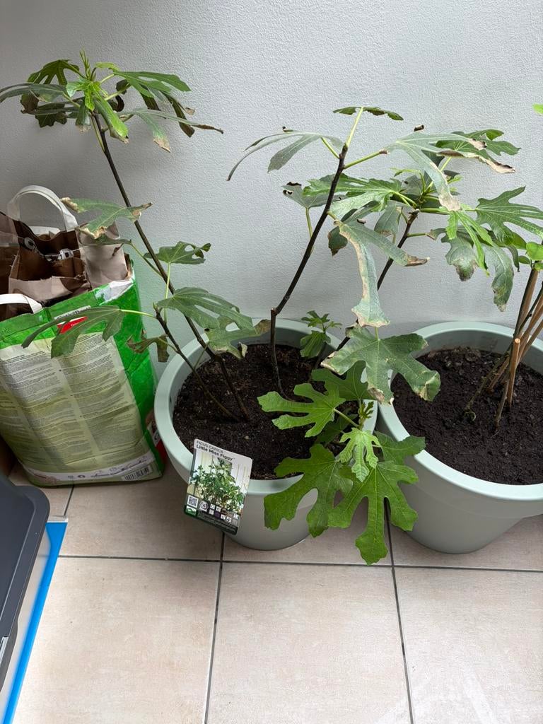 Little Miss Figgy vijgenboom in pot, Halfschaduw, Overige soorten, 100 tot 250 cm, Zomer