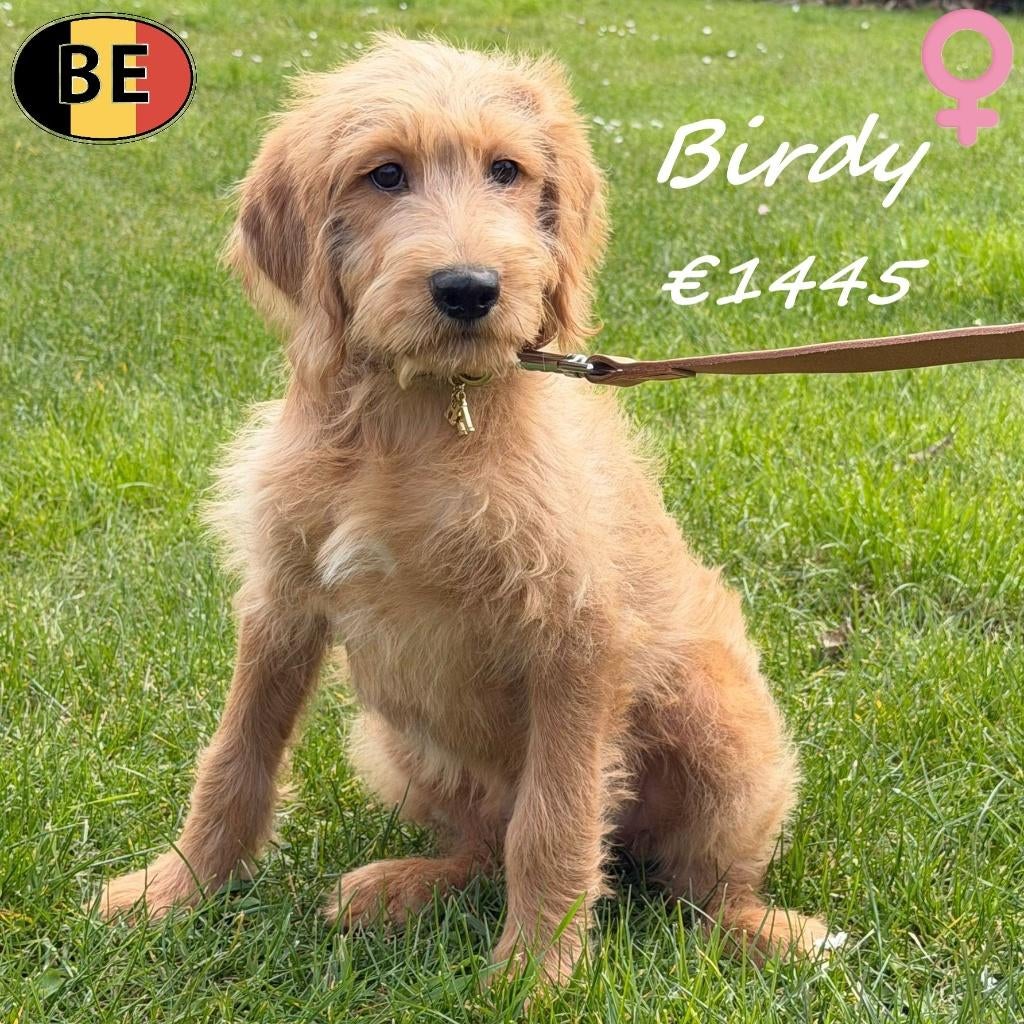 Birdy & Benji - Labradoodle pups te koop (Belgisch), Dieren en Toebehoren, Parvo, België, 8 tot 15 weken, Meerdere