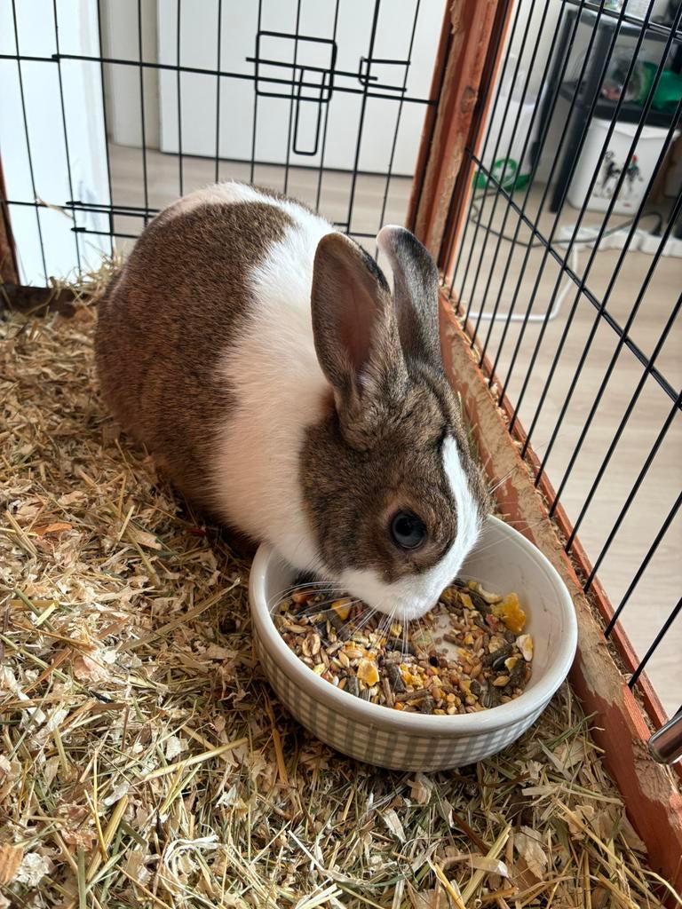 Konijn, Dieren en Toebehoren, Konijnen, Vrouwelijk, Middelgroot, 0 tot 2 jaar