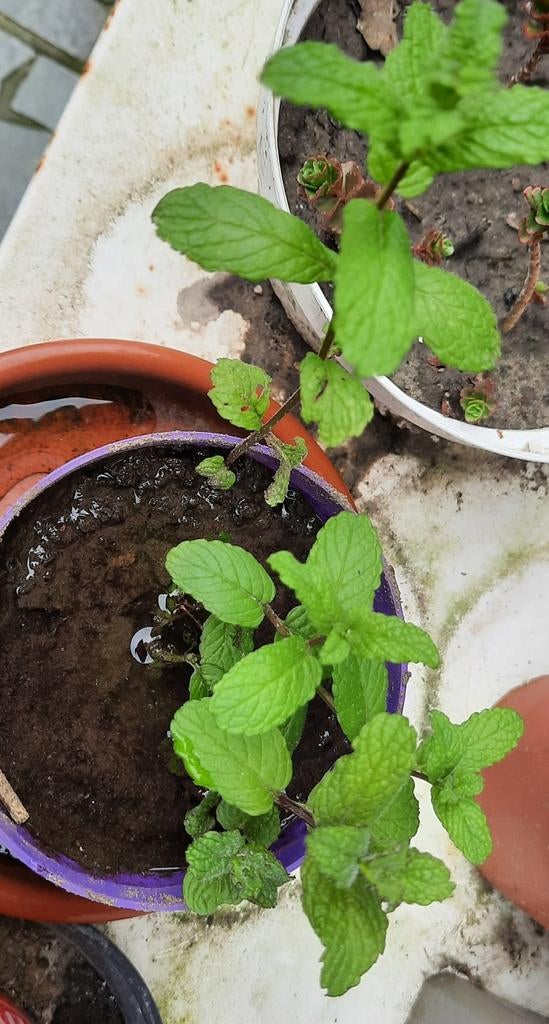 Munt plantje, Tuin en Terras, Planten | Tuinplanten, Ophalen, Zomer, Vaste plant, Kruiden